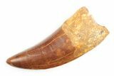 Serrated, Carcharodontosaurus Tooth - Big, Fat Tooth #192799-1
